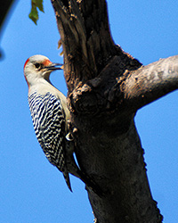 red-bellied woodpecker feeding on tree sap